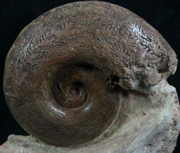 Lytoceras Ammonite - Great Suture Pattern #7821